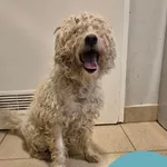 Znaleziono psa, Gdynia, 27 stycznia 2026