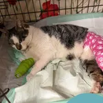 Znaleziono kota, Gdynia, 24 stycznia 2026