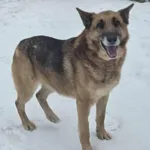 Butcher Owczarek mix