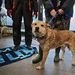 Znaleziono psa, Bydgoszcz, 28 stycznia 2026