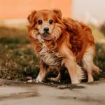 Pies do adopcji, Czartki, 29 stycznia 2026