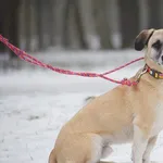 Pies poz. 25/0677 w DT z opcją DS