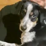 Pies do adopcji, Głowno, 30 stycznia 2026