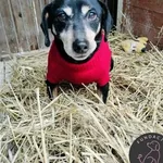 Tobi z Przytuliska w Wolsztynie szuka domu 🙂 Psiak został znaleziony na terenie gminy Przemęt. W tamtejszym Przytulisku mieszkał około 2 tygodnie i dziś przyjechał do nas. Tobi to około 9-letni samcz