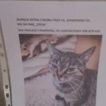 Zaginął kot, Łódź, 31 stycznia 2026