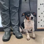 Przyjęty: 2026-01-30 Gmina: Brzeźnica Płeć: Pies Opis: mieszaniec, tricolor