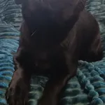 Znaleziono psa, Racławice, 27 stycznia 2026