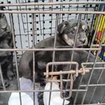 Znaleziono psa, Radom, 24 stycznia 2026