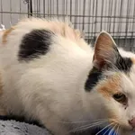 Znaleziono kota, Toruń, 30 stycznia 2026