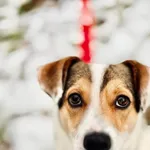 Pies do adopcji, Piła, 26 grudnia 2024