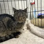 Kocurek poz. 26/045/K