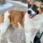 Pies do adopcji, Głowno, 1 lutego 2026