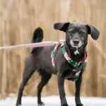 Znaleziono psa, Sosnowiec, 31 stycznia 2026