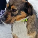 Znaleziono psa, Radom, 27 stycznia 2026