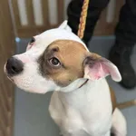 Znaleziono psa, Lublin, 1 stycznia 2026