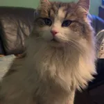 Zaginął kot, Latoszyn, 2 lutego 2026