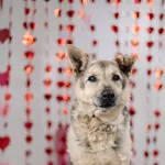 Pies do adopcji, Chełmek, 18 września 2025