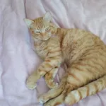 Znaleziono kota, Brwinów, 2 lutego 2026