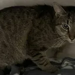 Kot do adopcji, Sosnowiec, 1 lutego 2026