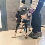 Pies do adopcji, Chełmek, 13 stycznia 2026