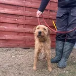 Znaleziono psa, Czartki, 2 lutego 2026