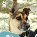 Pies do adopcji, Dąbrówka, 1 lutego 2026