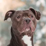 Pies do adopcji, Nowodwór, 1 lutego 2026