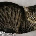 Znaleziono kota, Sosnowiec, 1 lutego 2026