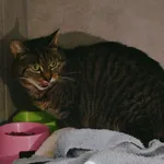 Znaleziono kota, Sosnowiec, 1 lutego 2026