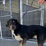 Znaleziono psa, Grudziądz, 2 lutego 2026