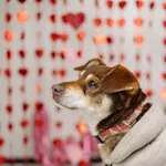 Pies do adopcji, Chełmek, 9 stycznia 2026