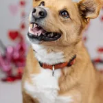 Pies do adopcji, Chełmek, 28 maja 2024