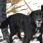 Pies do adopcji, Chełmek, 15 stycznia 2026