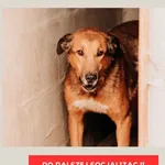 Pies do adopcji, Czartki, 2 lutego 2026