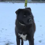 Pies do adopcji, Grudziądz, 7 stycznia 2026