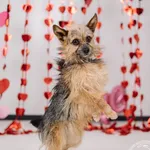 Pies do adopcji, Chełmek, 9 stycznia 2026