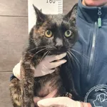 Znaleziono kota, Chełmek, 3 lutego 2026