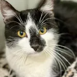 Kot do adopcji, Jelenia Góra, 22 stycznia 2026