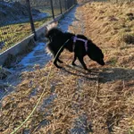 Pies do adopcji, Żywiec, 2 lutego 2026