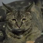 Kot do adopcji, Pionki, 3 lutego 2026