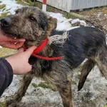 Pies do adopcji, Racławice, 29 stycznia 2026