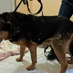 Znaleziono psa, Olsztyn, 1 lutego 2026