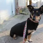 Znaleziono psa, Oborniki, 20 stycznia 2026