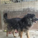 Pies do adopcji, Sosnowiec, 1 lutego 2026