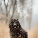 Pies do adopcji, Sosnowiec, 1 lutego 2026