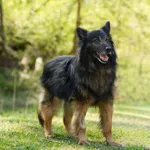 Pies do adopcji, Sosnowiec, 1 lutego 2026