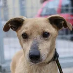 Znaleziono psa, Oborniki, 20 stycznia 2026