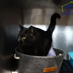 Znaleziono kota, Szczecin, 31 stycznia 2026