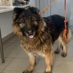 Znaleziono psa, Lublin, 3 stycznia 2026