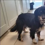 Znaleziono psa, Grudziądz, 2 lutego 2026